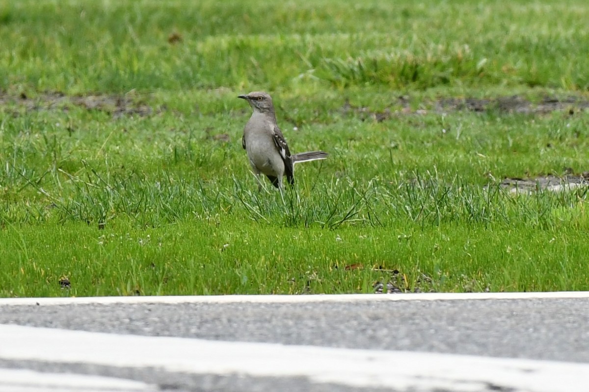 Northern Mockingbird - Brian Kenney