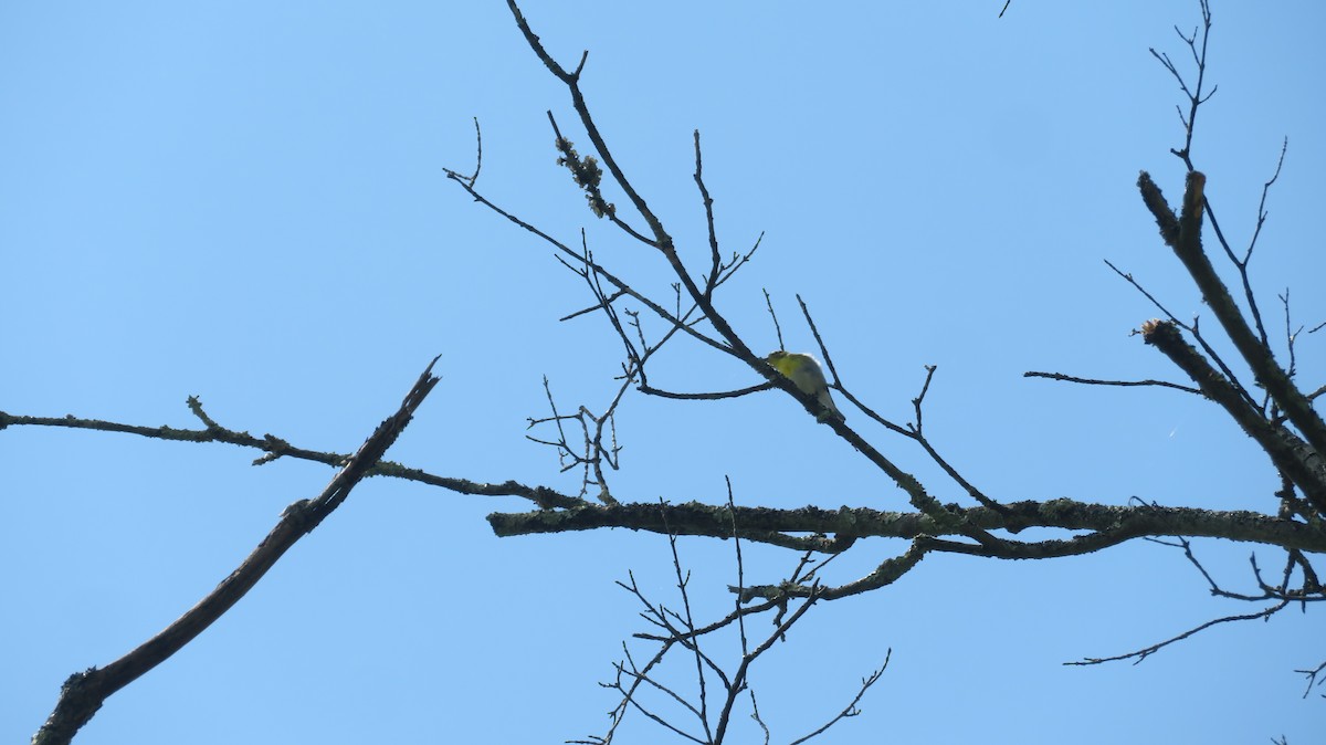 Vireo Gorjiamarillo - ML456181031