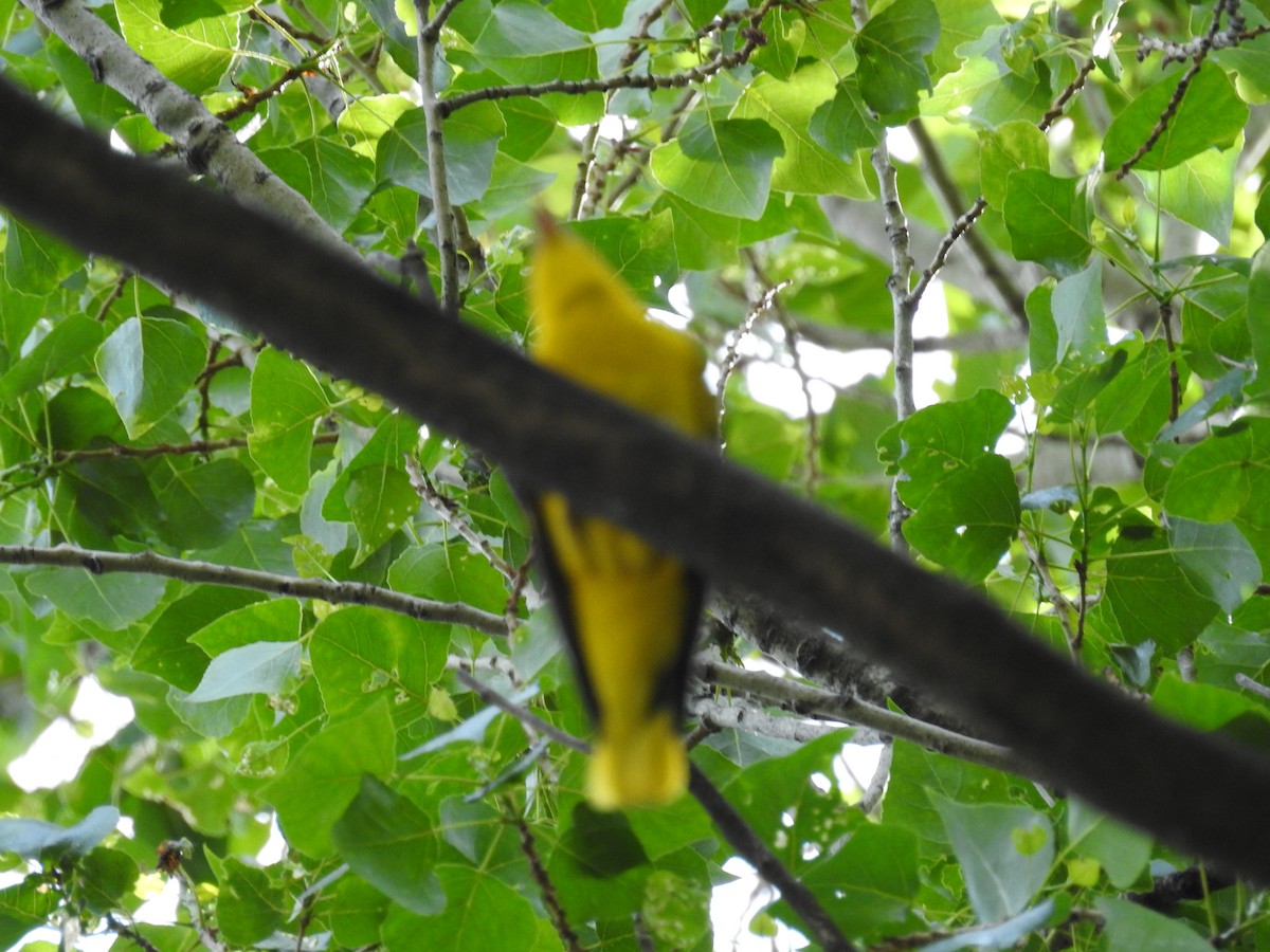 Eurasian Golden Oriole - ML456181321