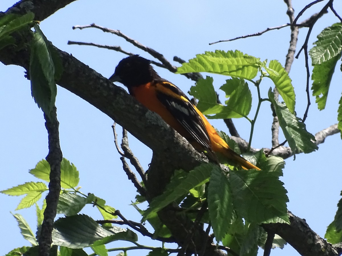 Baltimore Oriole - ML456182301