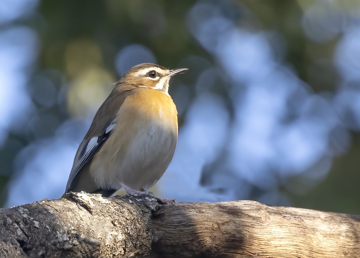 Bearded Scrub-Robin - ML456182511