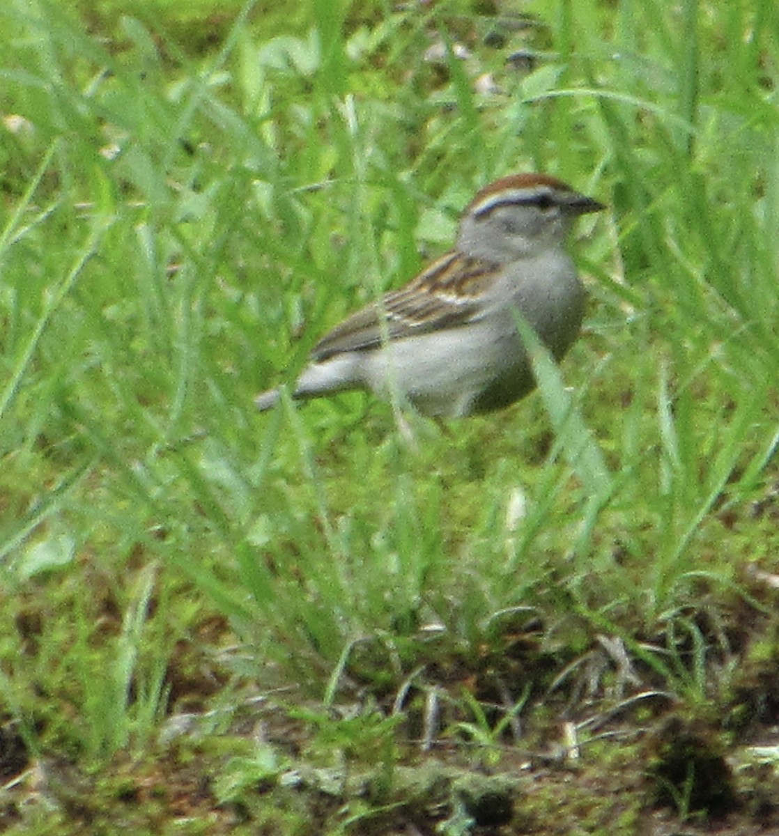 Chipping Sparrow - ML456183141