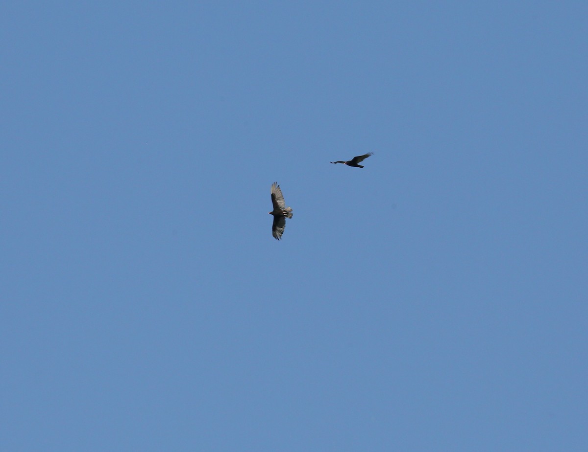 Turkey Vulture - ML456183451