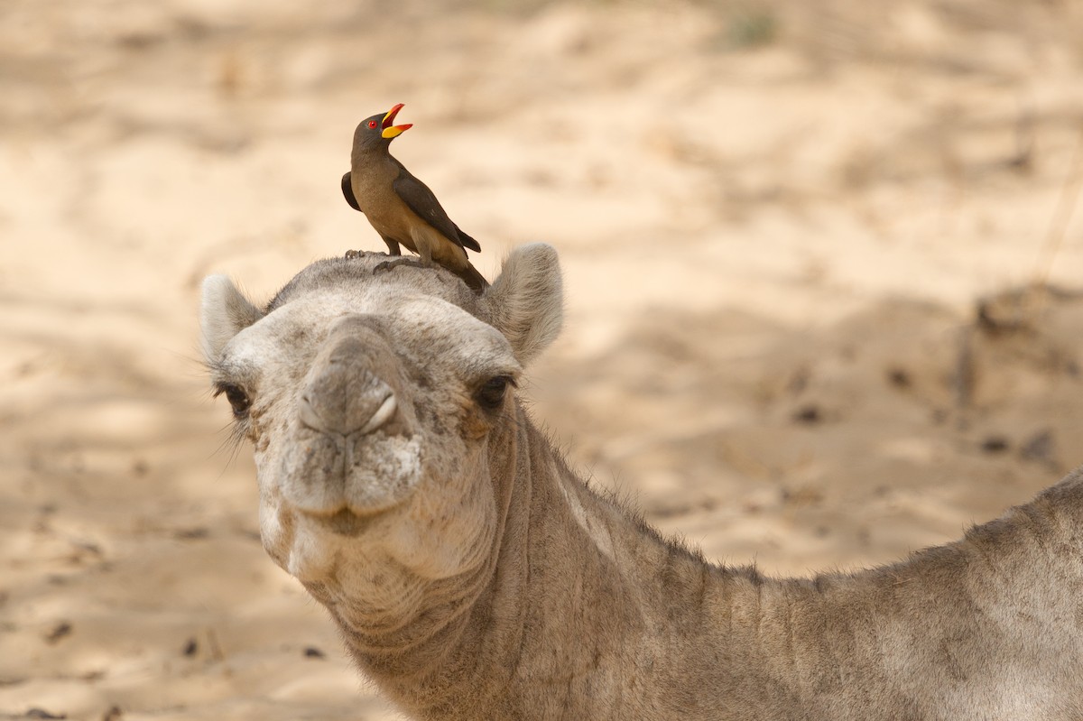 Yellow-billed Oxpecker - ML456183601