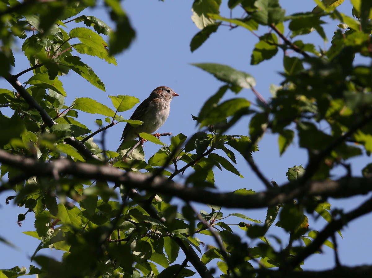 Field Sparrow - Ron Sempier