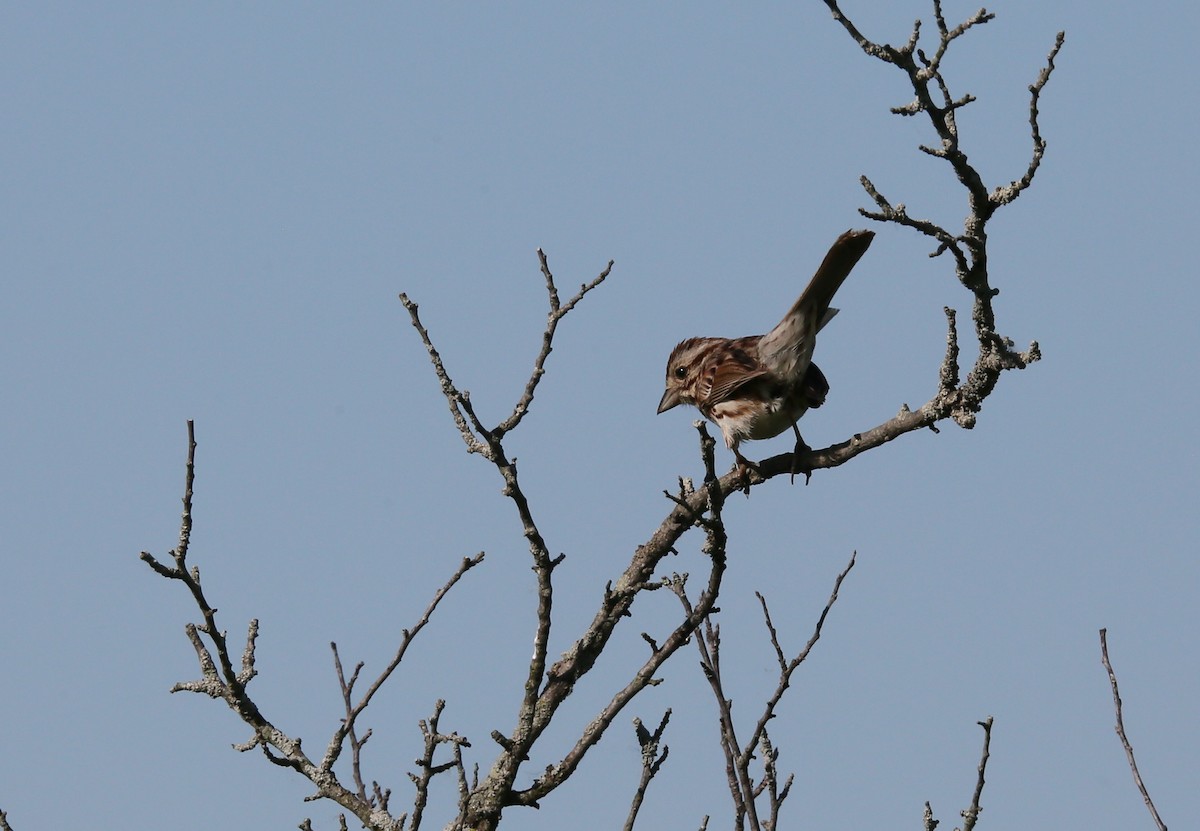 Song Sparrow - Ron Sempier