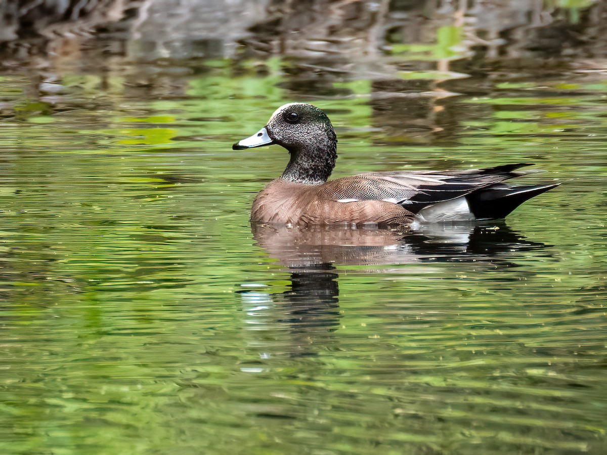 American Wigeon - ML456186021