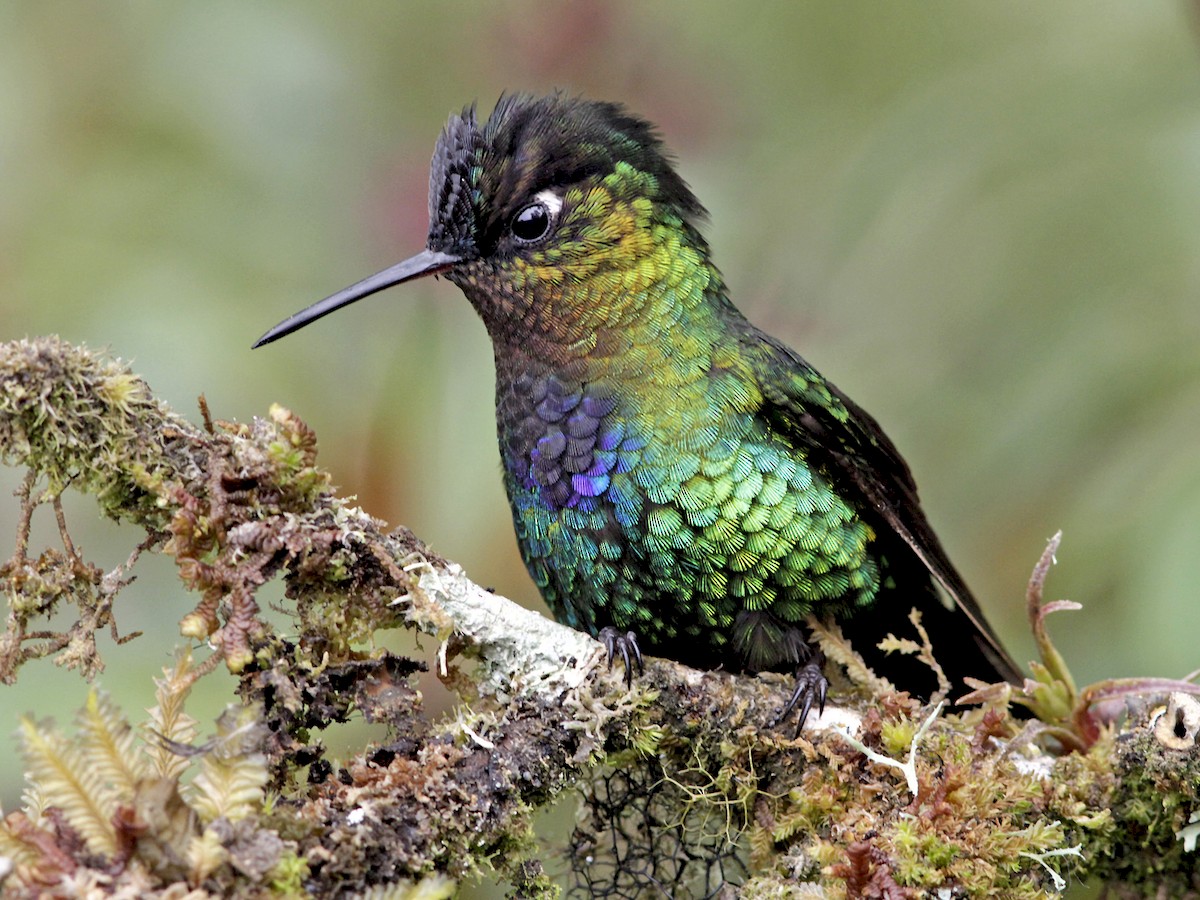 Photos - Fiery-throated Hummingbird - Panterpe insignis - Birds of