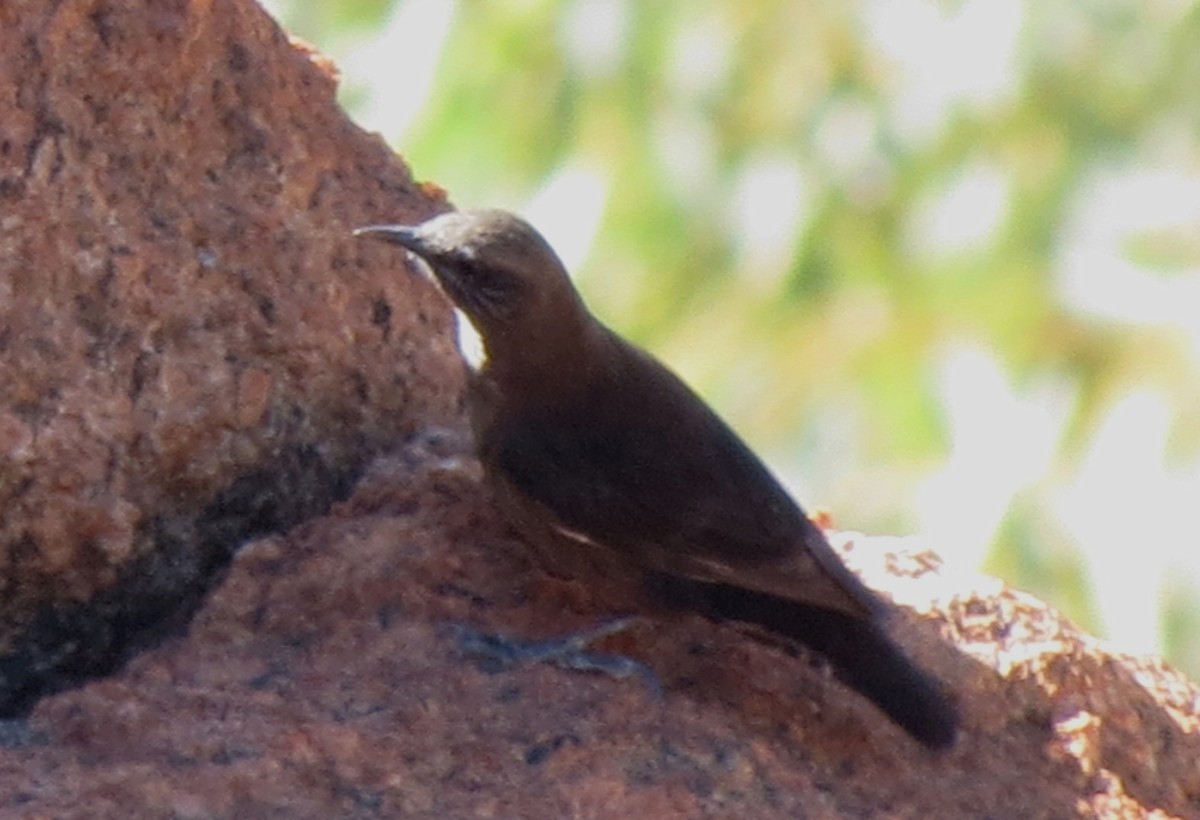 Black-tailed Treecreeper - ML456187881