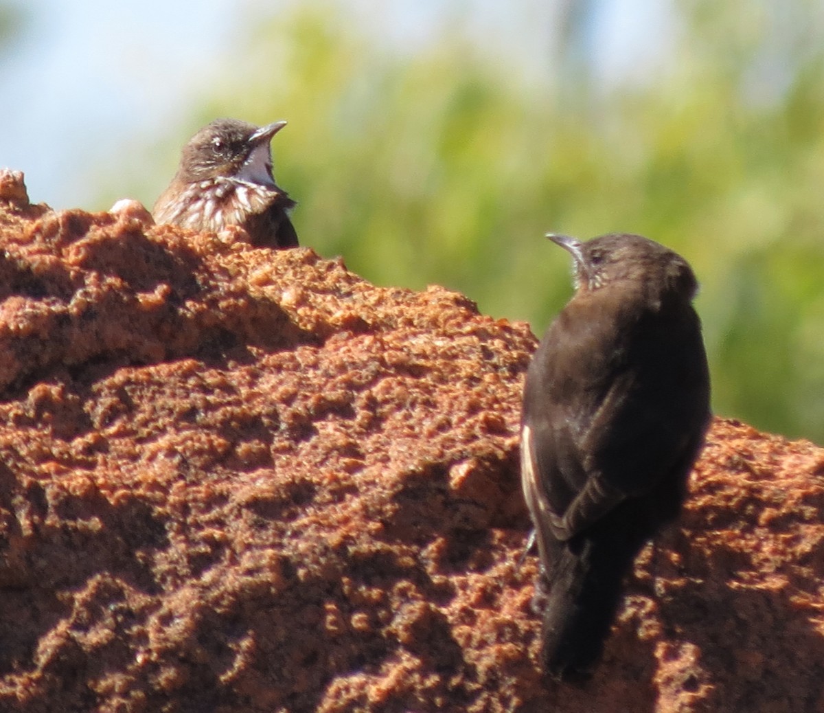 Black-tailed Treecreeper - ML456187941