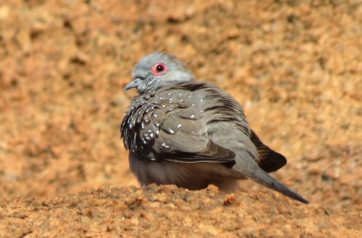 Diamond Dove - ML456188271