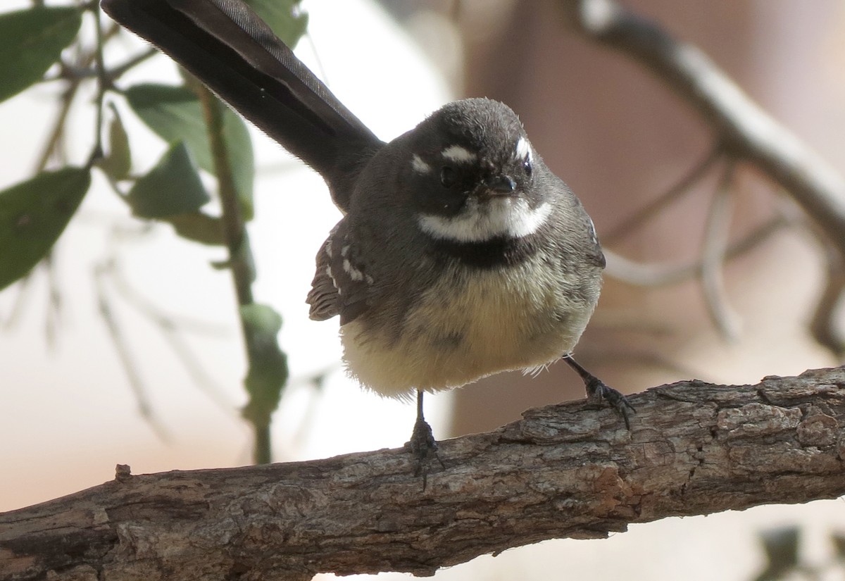 Gray Fantail - ML456189011