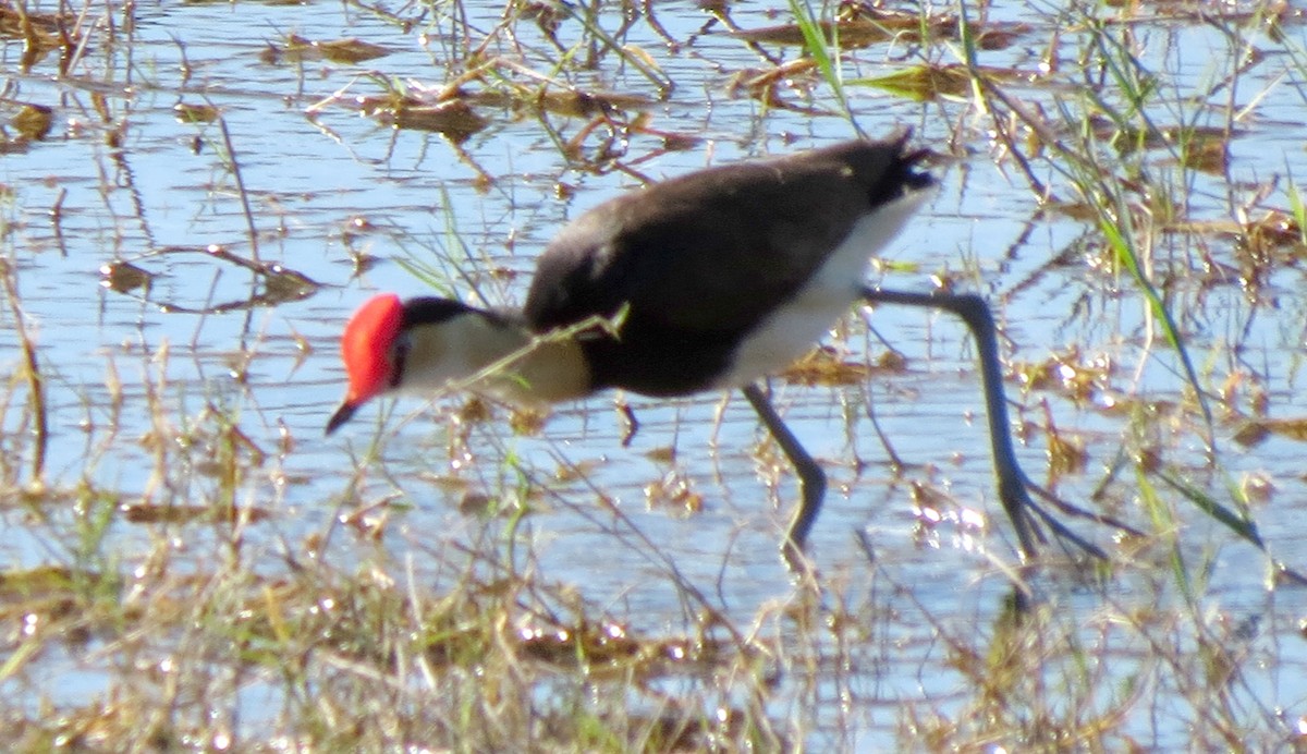 Jacana à crête - ML456189721