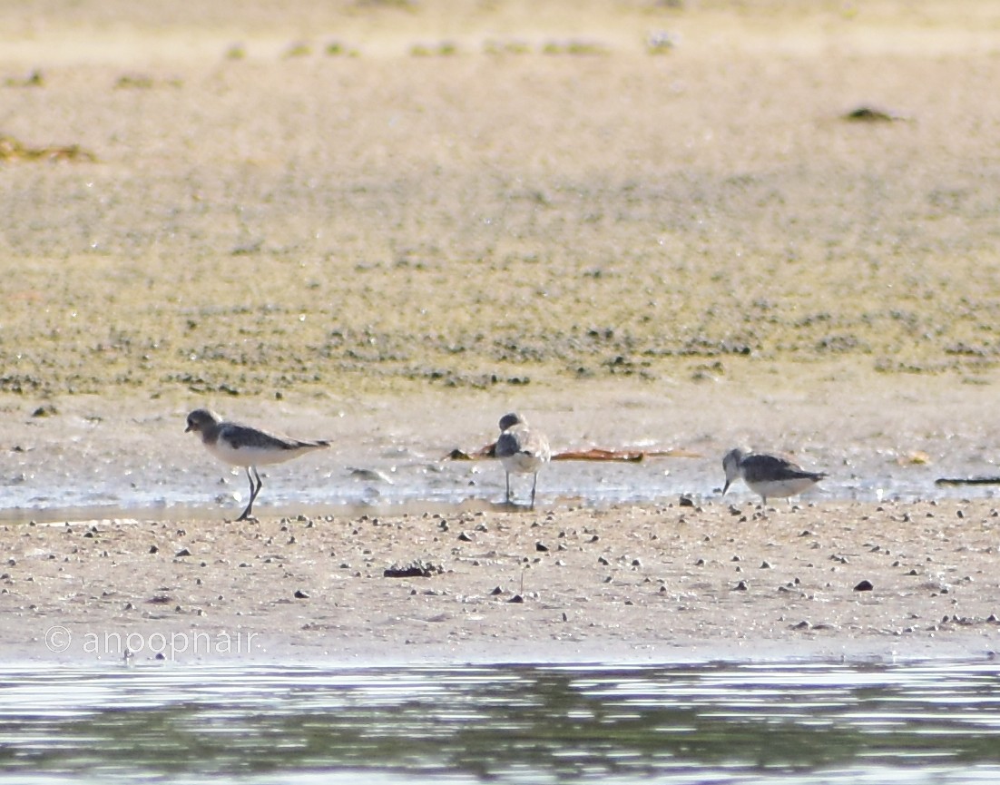 Greater Sand-Plover - ML456189851