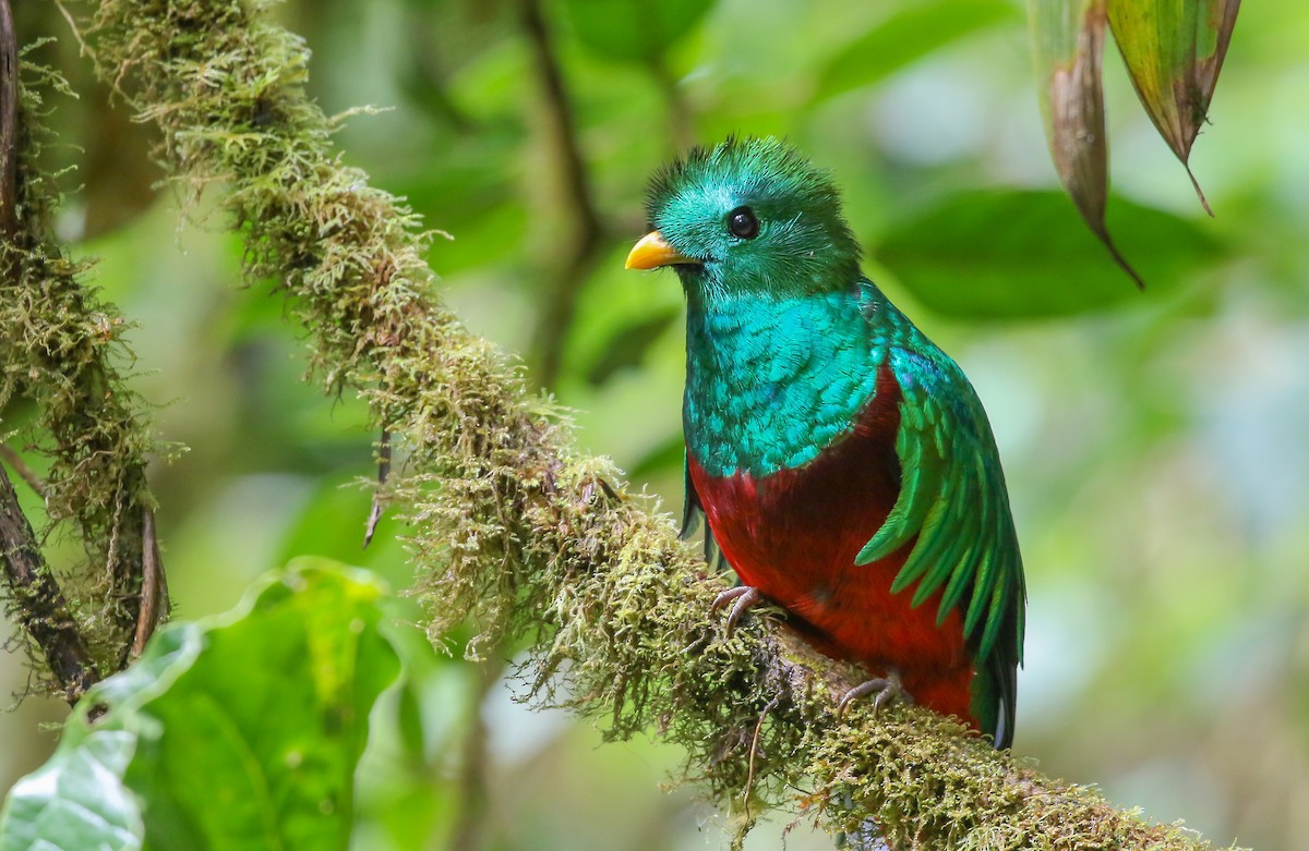 Resplendent Quetzal - ML456190091