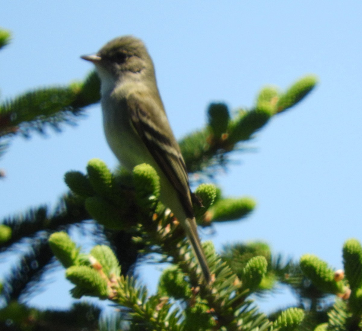 Alder Flycatcher - ML456190111