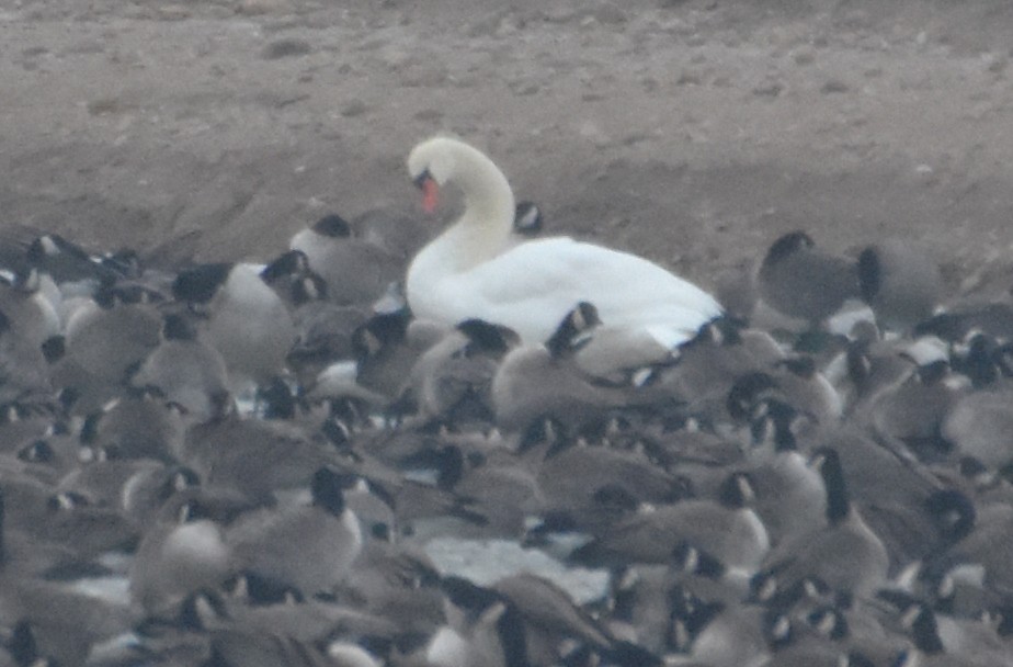 Mute Swan - Steven Mlodinow