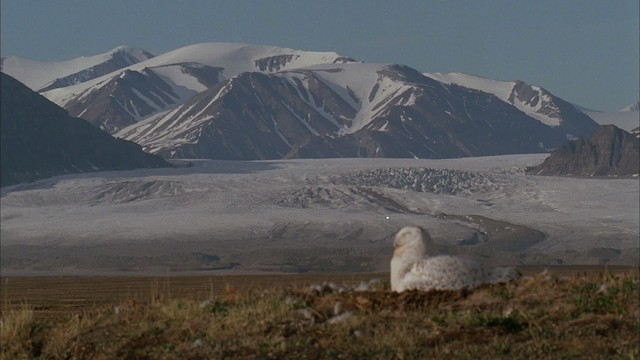 Snowy Owl - ML456193