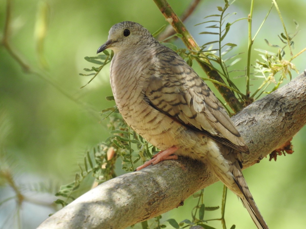 Inca Dove - ML456193741