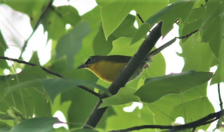 Yellow-breasted Chat - Bruce Jones