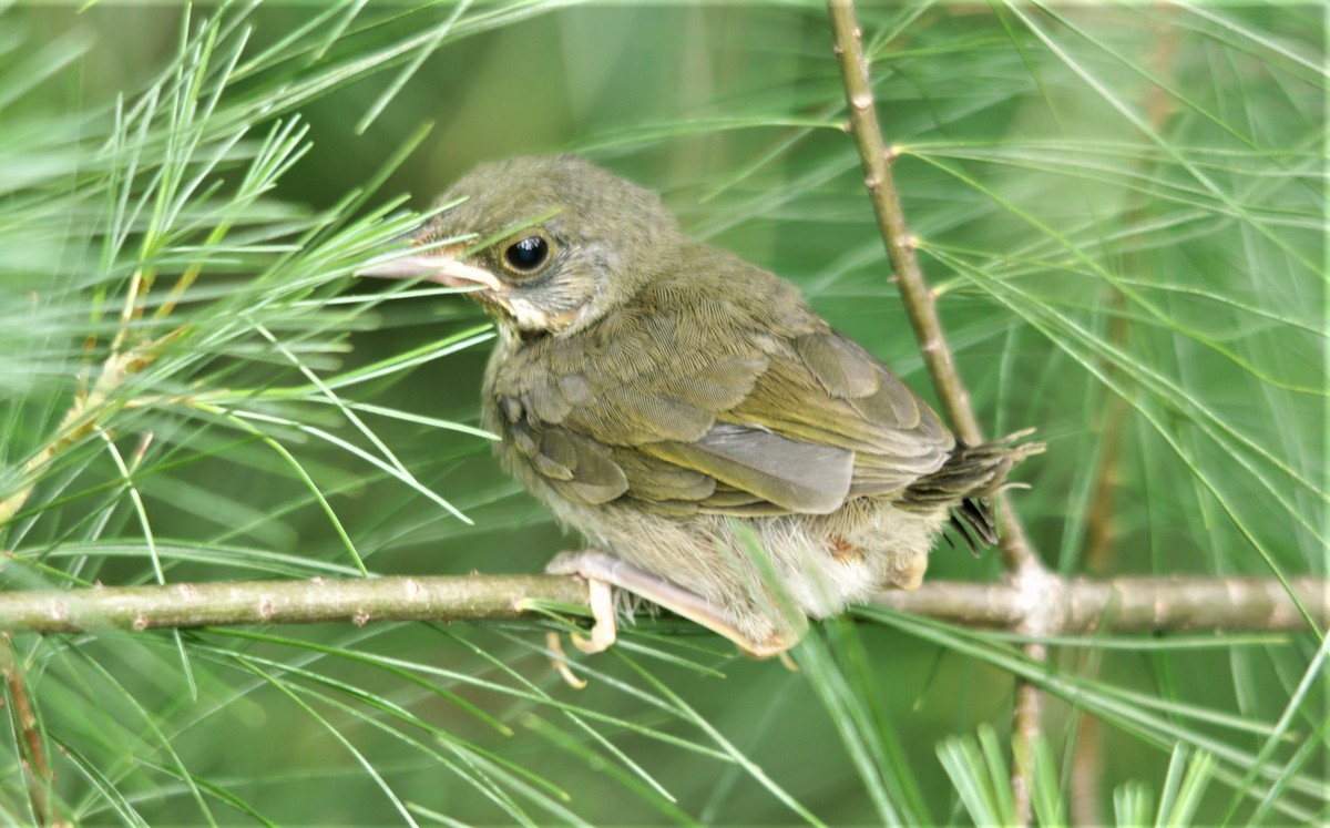 Yellow-breasted Chat - ML456194881