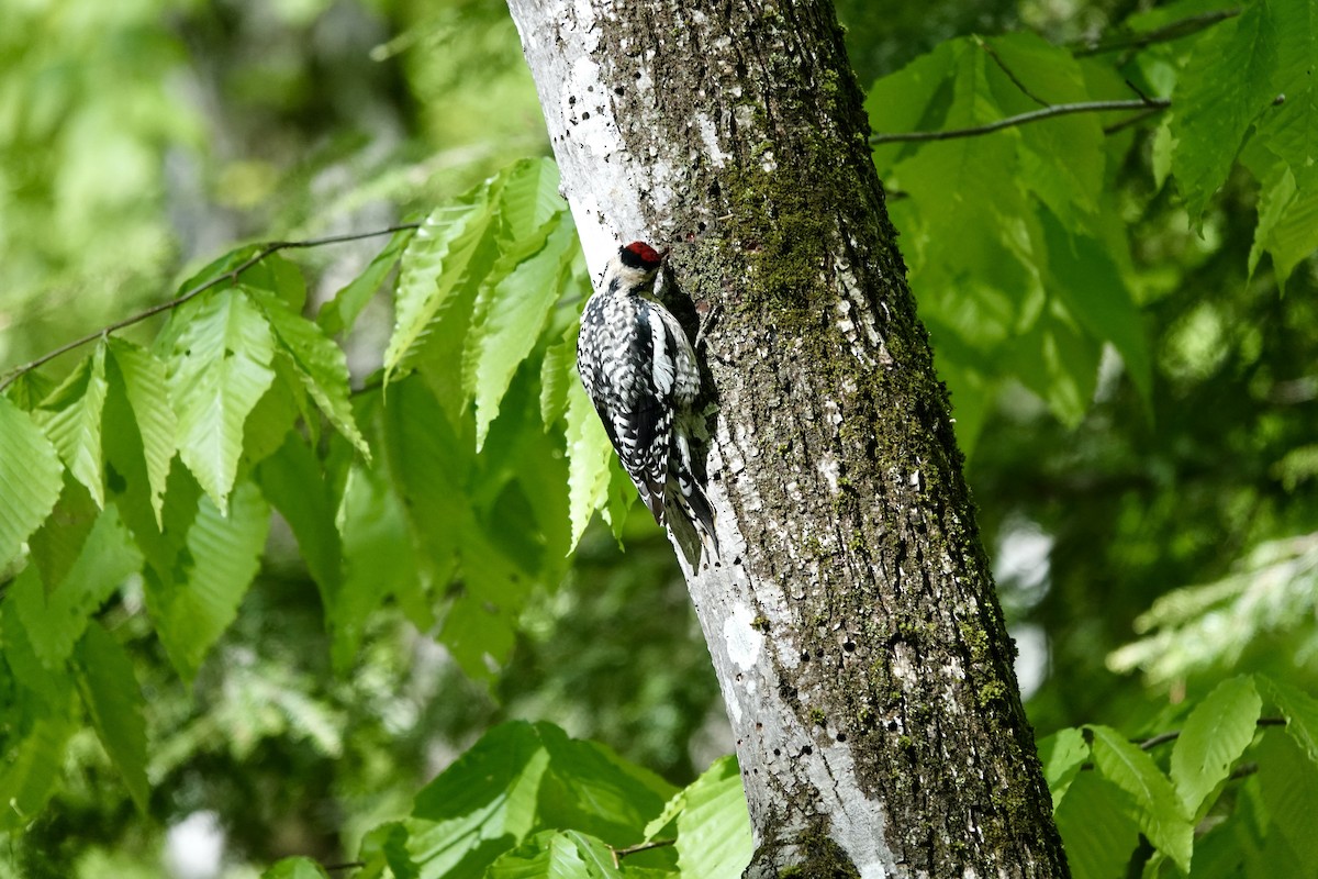 Yellow-bellied Sapsucker - Jeanne-Marie Maher