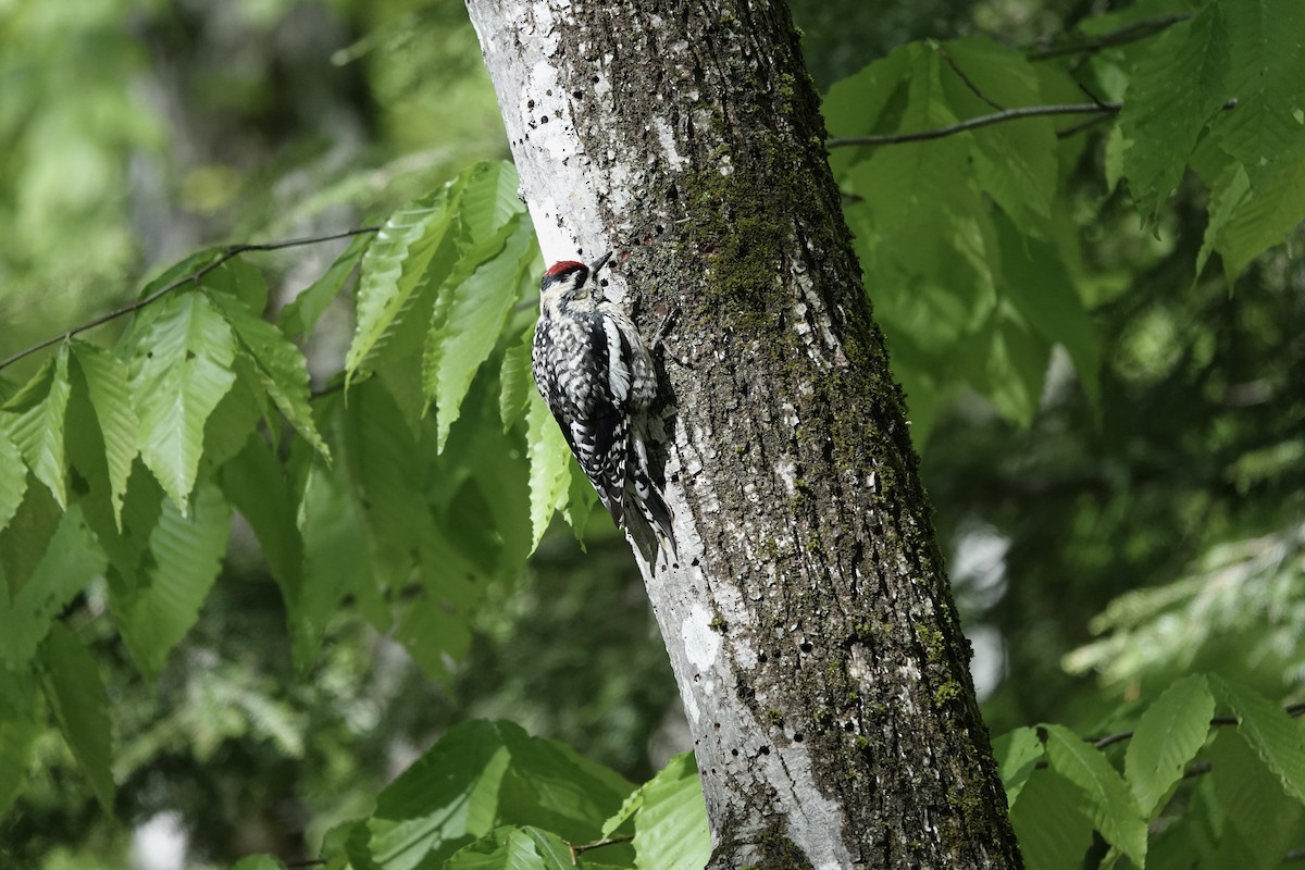 Yellow-bellied Sapsucker - ML456195031