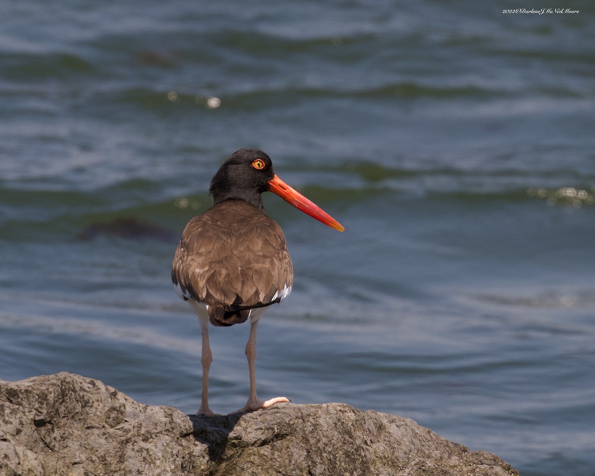 American Oystercatcher - Darlene J McNeil