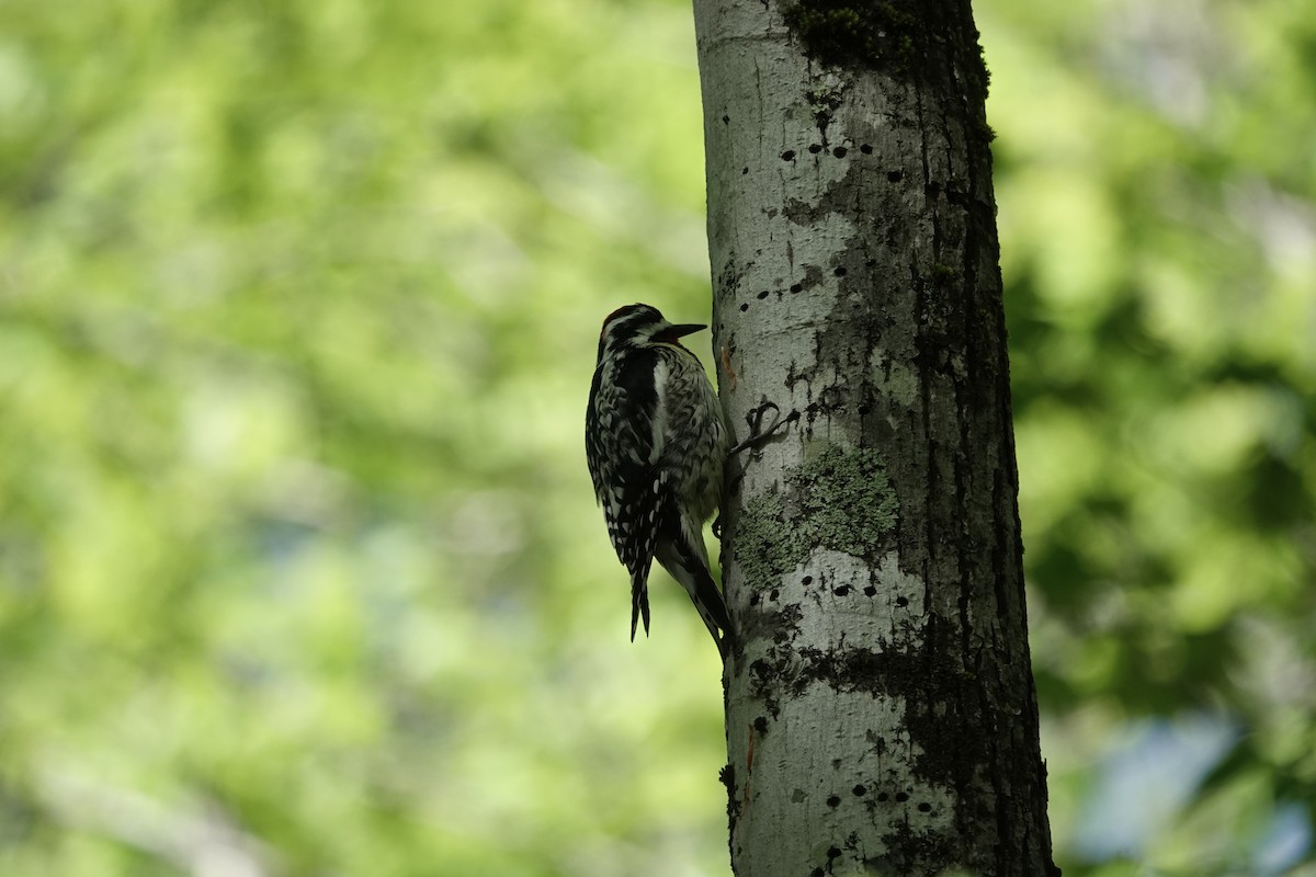 Yellow-bellied Sapsucker - Jeanne-Marie Maher
