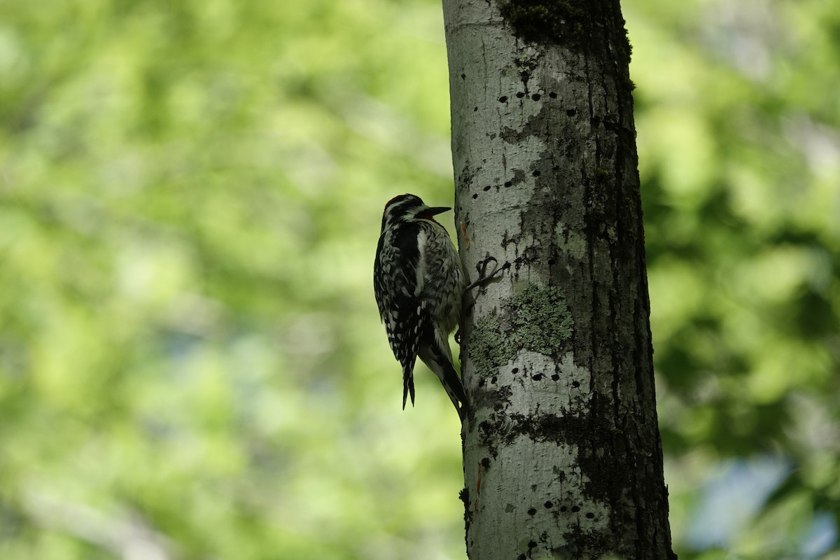 Yellow-bellied Sapsucker - ML456195201