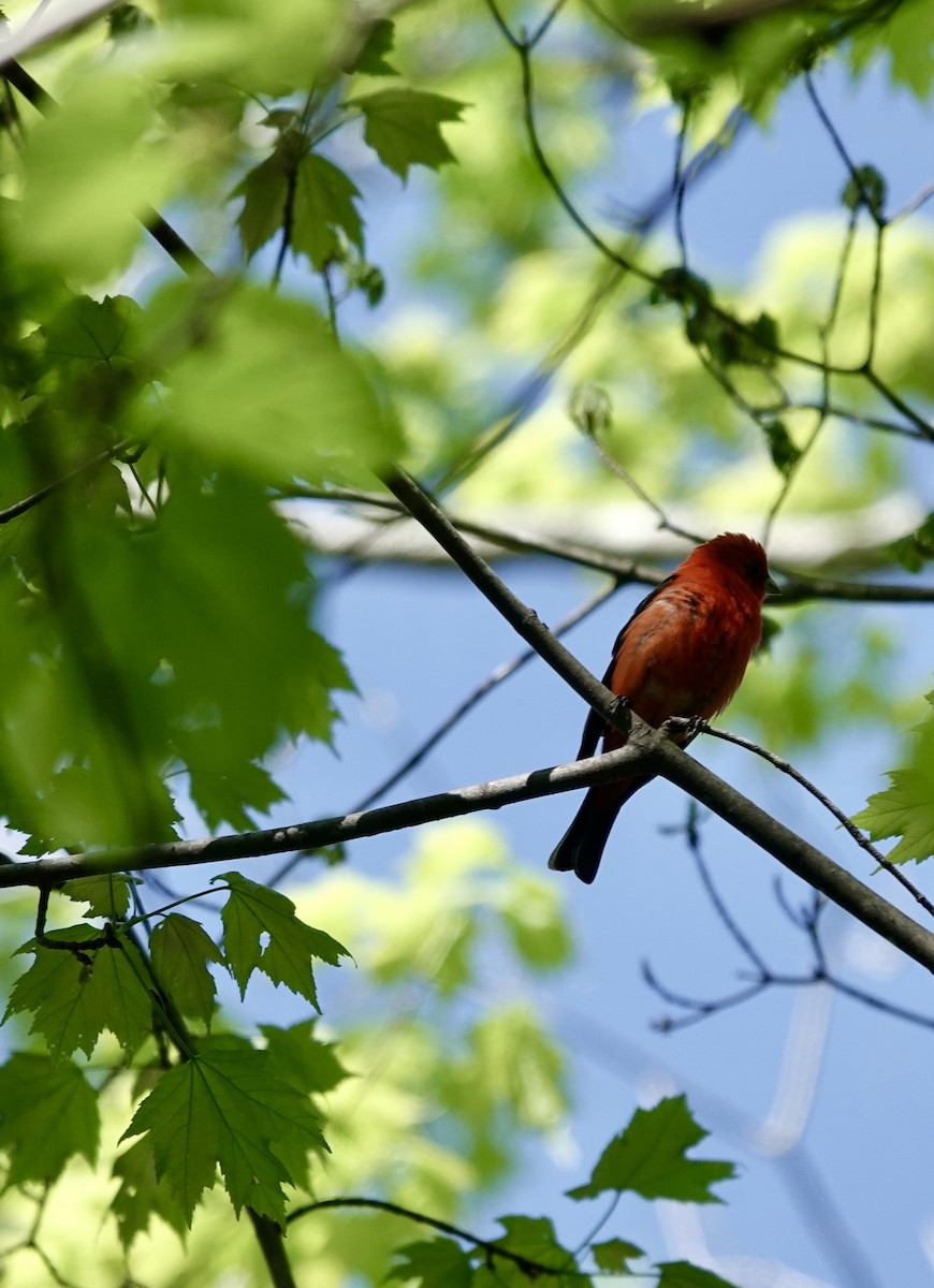 Scarlet Tanager - Jeanne-Marie Maher