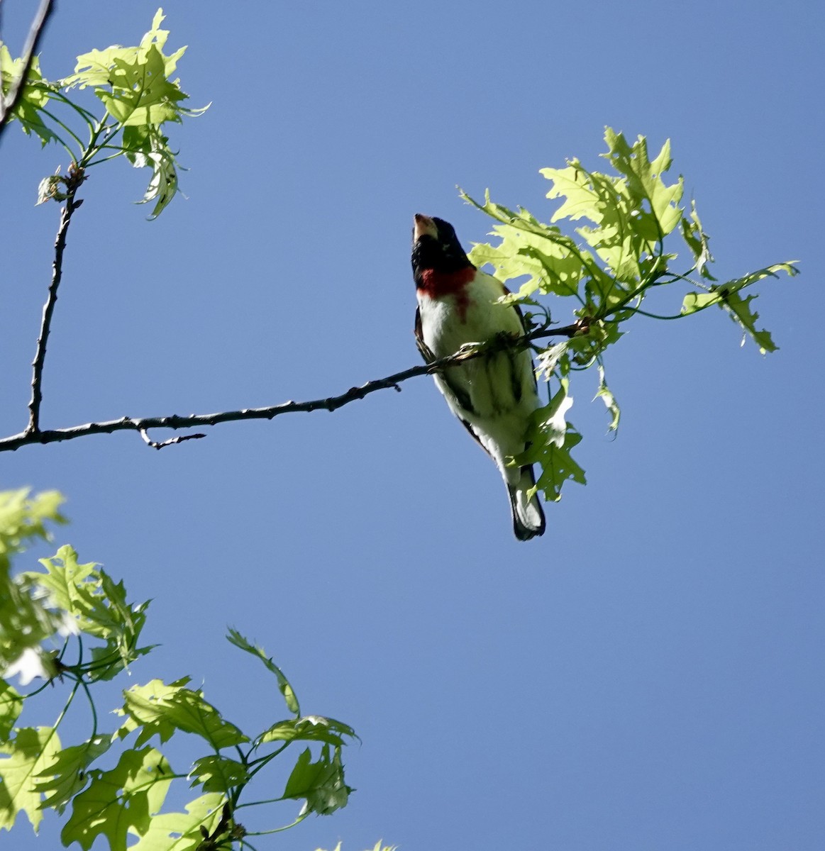 Rose-breasted Grosbeak - ML456195341