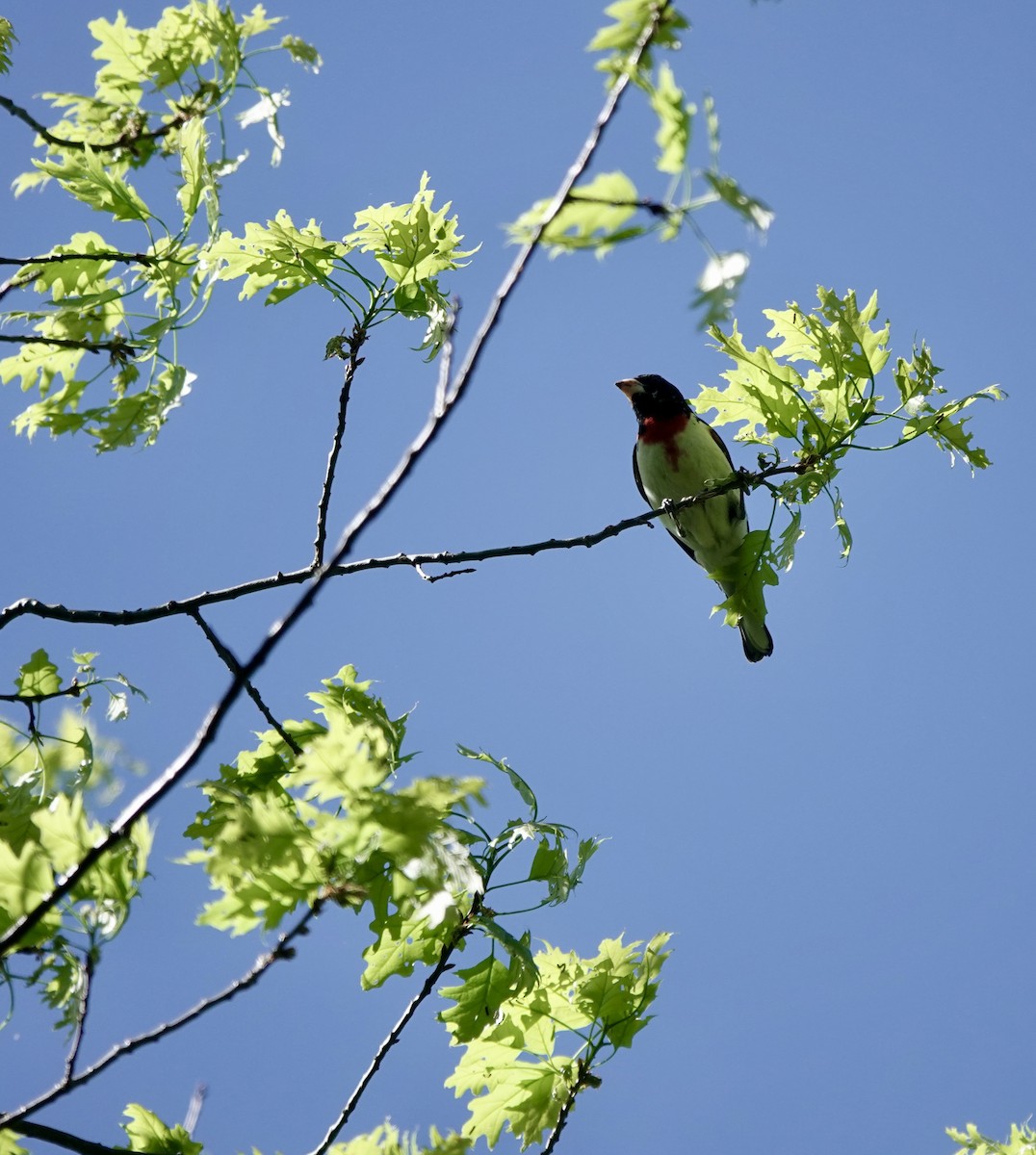 Rose-breasted Grosbeak - ML456195391