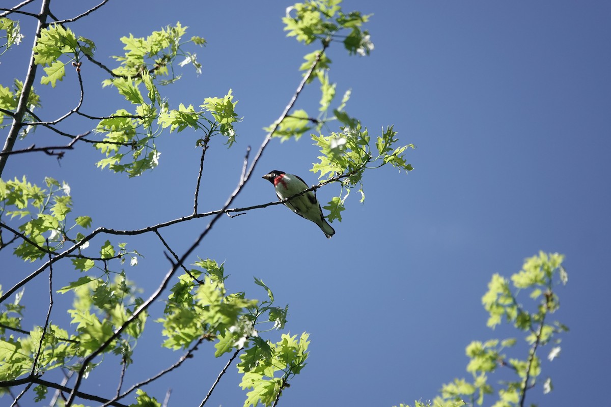 Rose-breasted Grosbeak - ML456195451