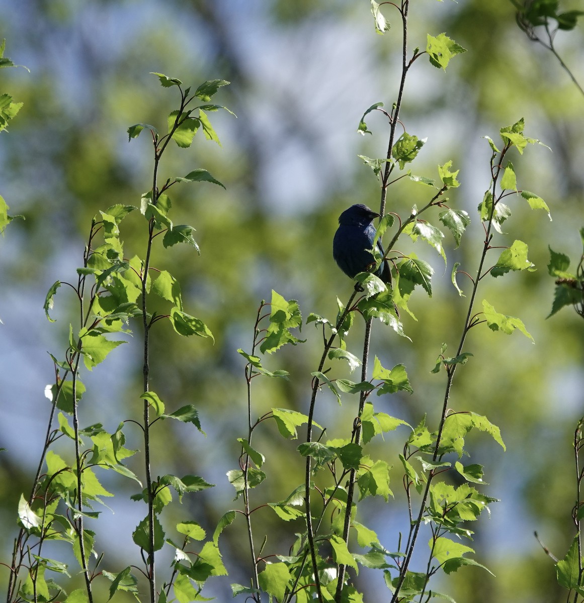 Indigo Bunting - ML456195471