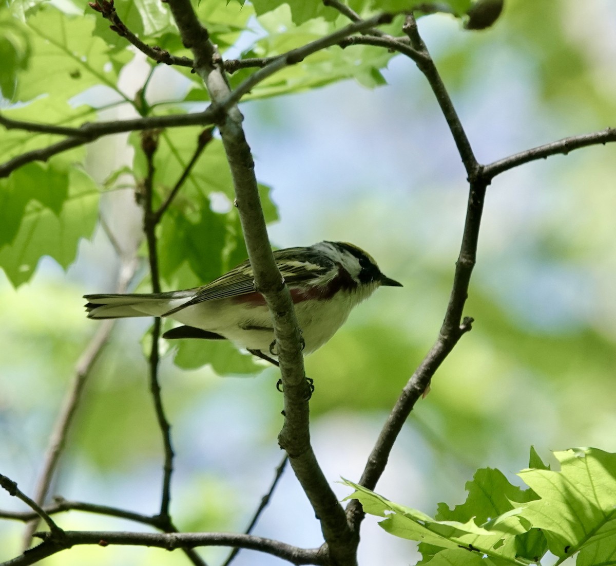 Chestnut-sided Warbler - ML456195631