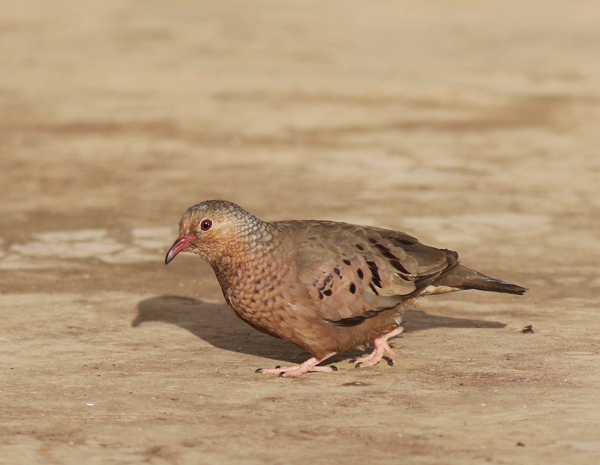 Common Ground Dove - ML456195641