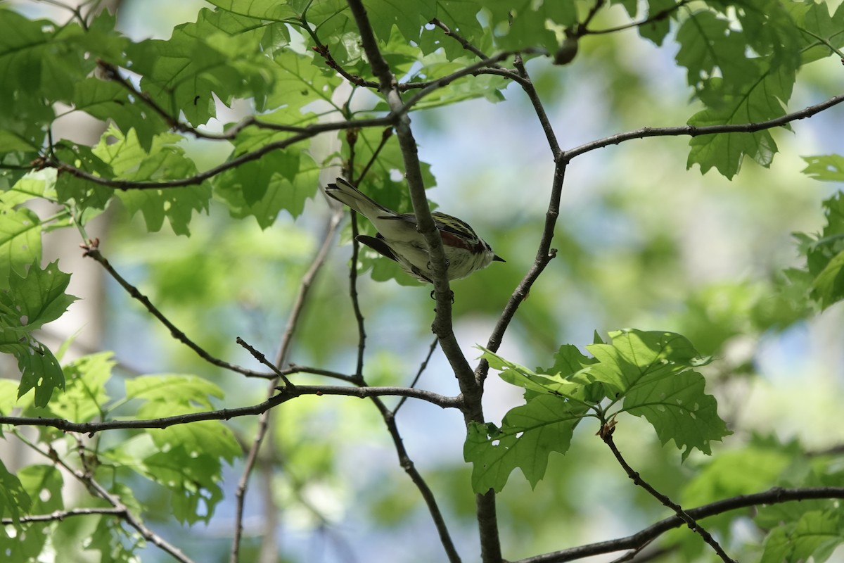 Chestnut-sided Warbler - Jeanne-Marie Maher