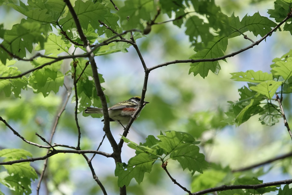 Chestnut-sided Warbler - Jeanne-Marie Maher