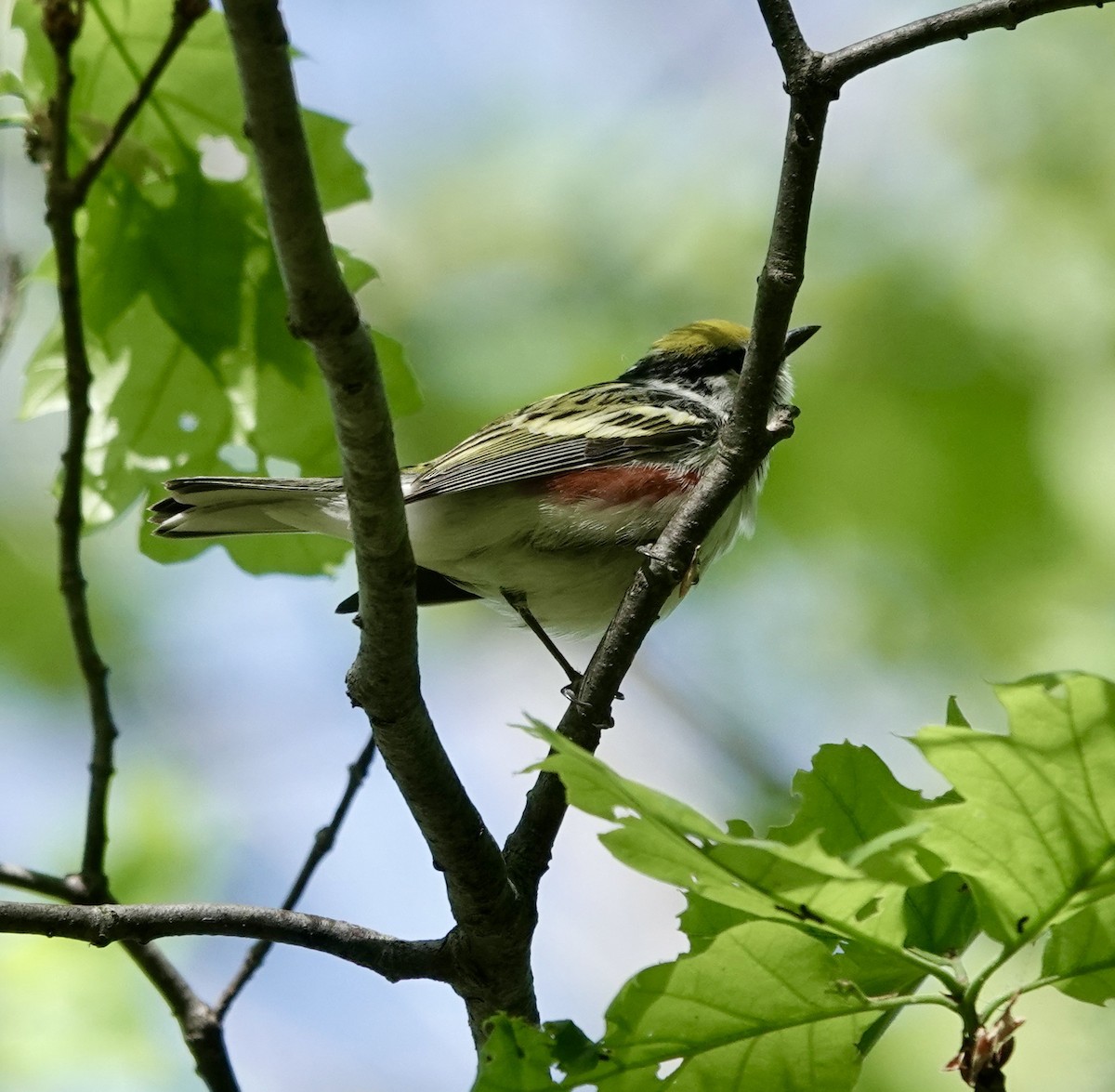 Chestnut-sided Warbler - ML456195731