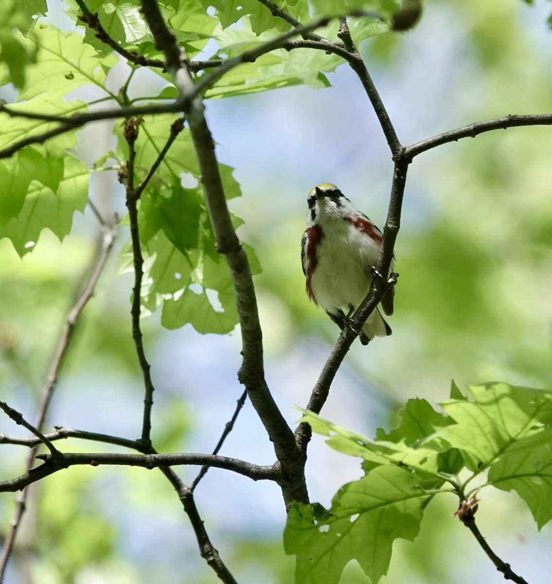 Gelbscheitel-Waldsänger - ML456195751