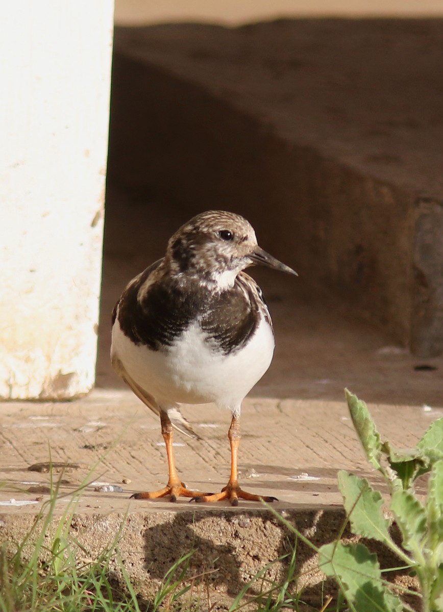 Ruddy Turnstone - ML456195851