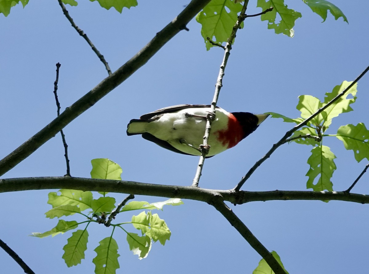 Rose-breasted Grosbeak - ML456195911