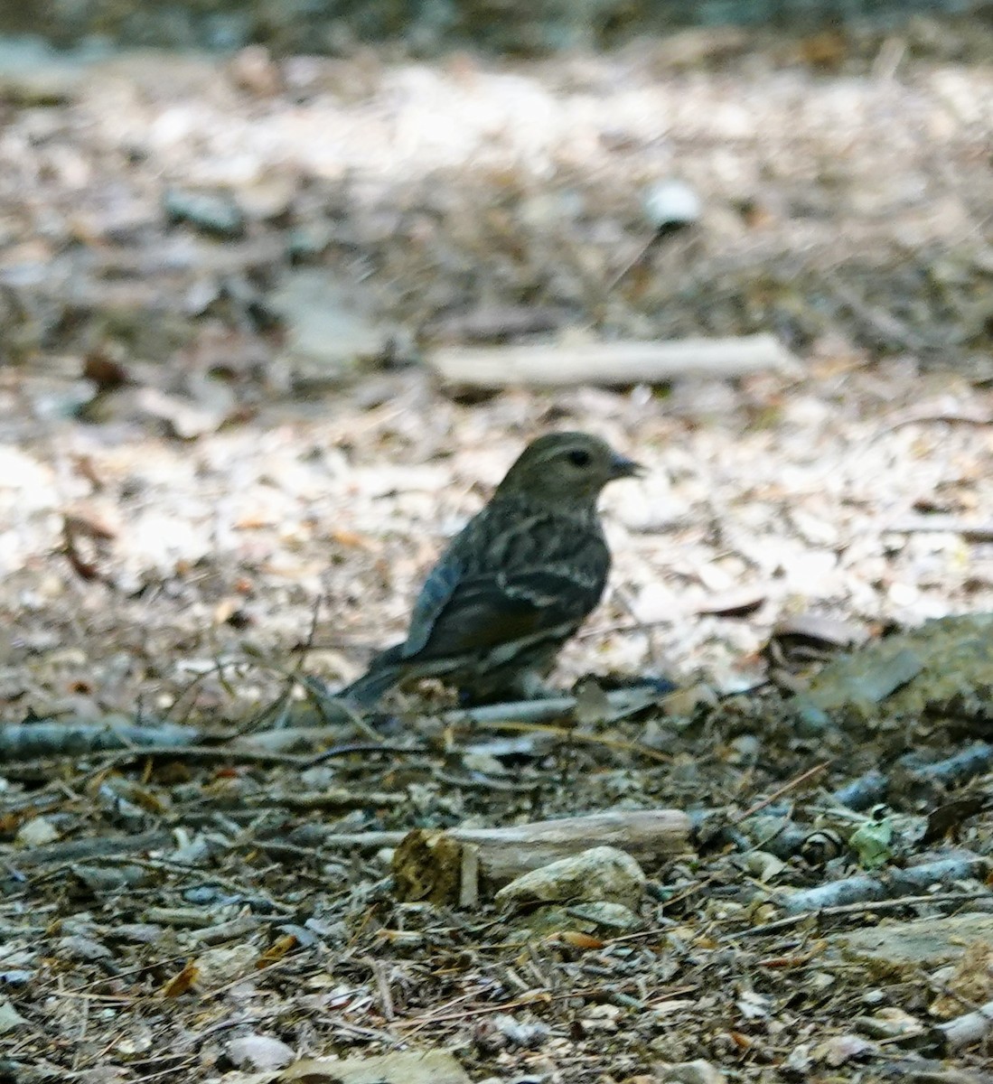 Pine Siskin - Jeanne-Marie Maher