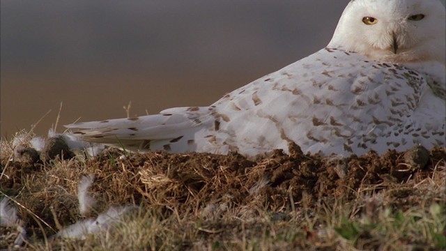 Белая сова - ML456196