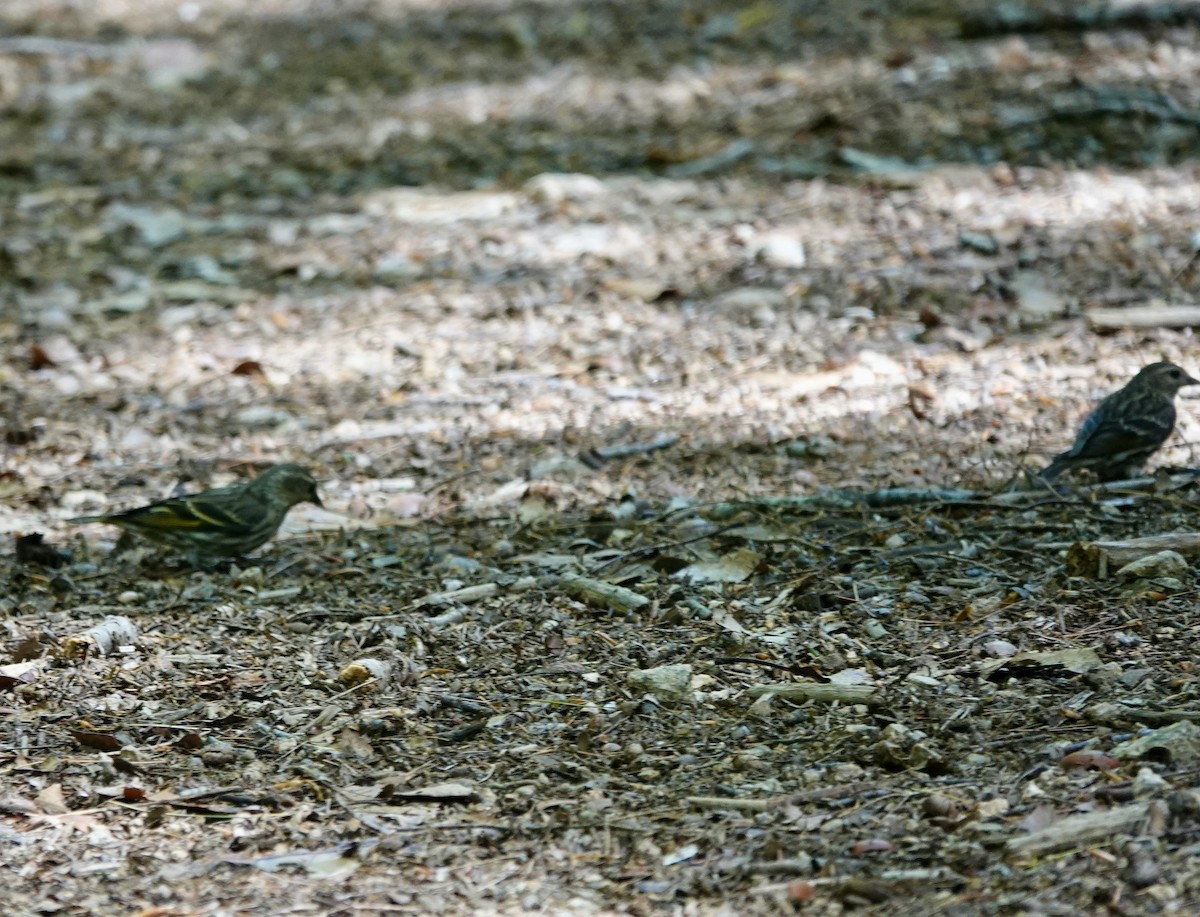 Pine Siskin - Jeanne-Marie Maher