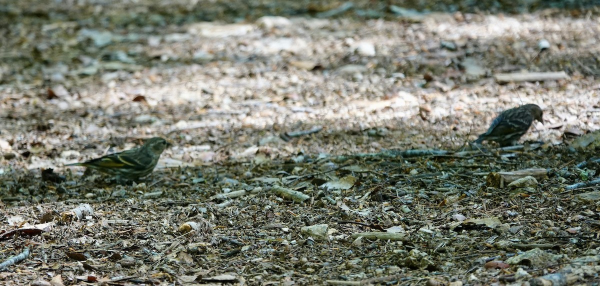 Pine Siskin - ML456196011