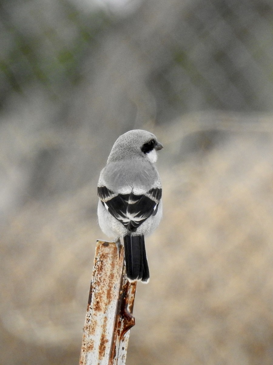 Loggerhead Shrike - Jon Becknell