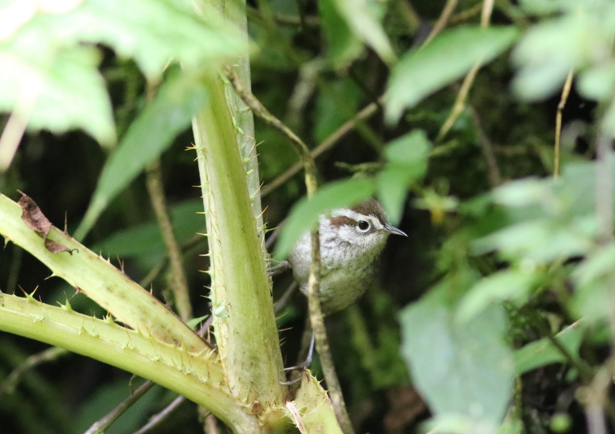 Timberline Wren - Euclides "Kilo" Campos