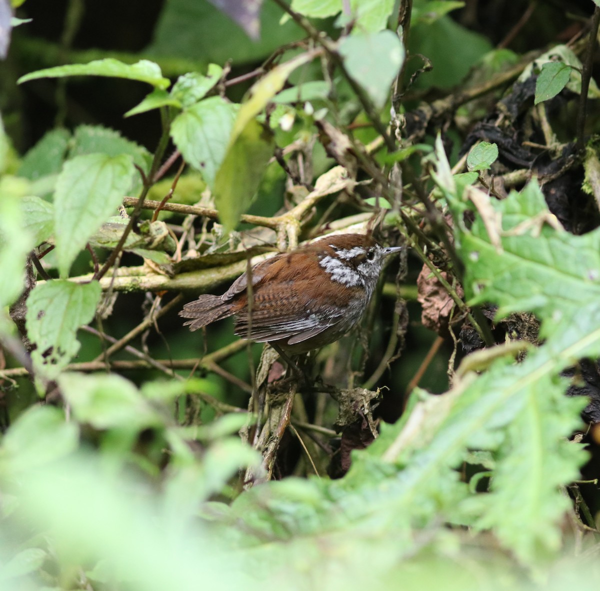 Timberline Wren - Euclides "Kilo" Campos